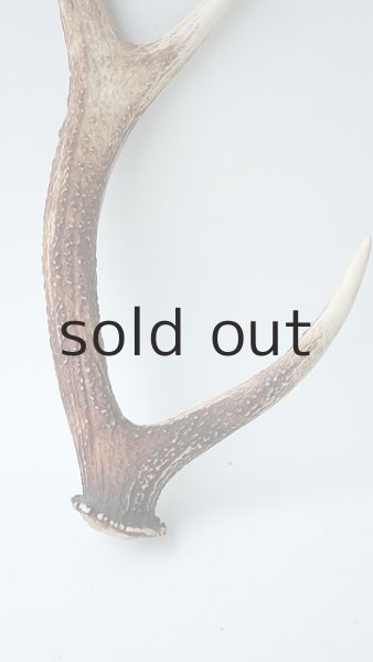 画像2: デコール用二ホンジカの角 (2)