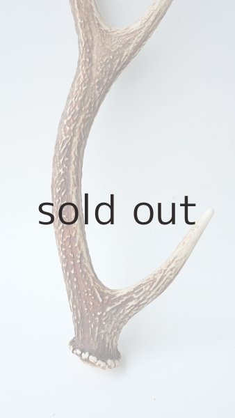 画像2: デコール用二ホンジカの角 (2)