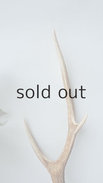 画像3: デコール用二ホンジカの角 (3)