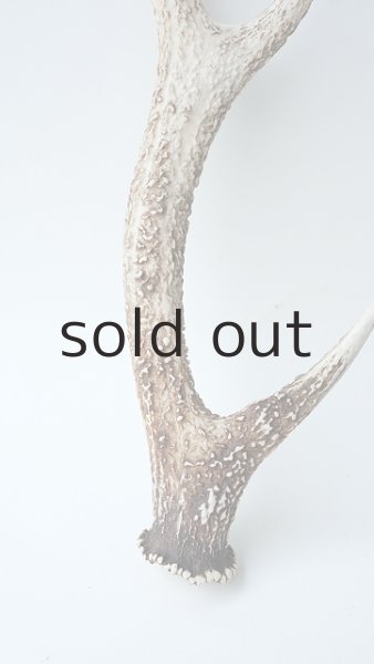 画像2: デコール用二ホンジカの角 (2)