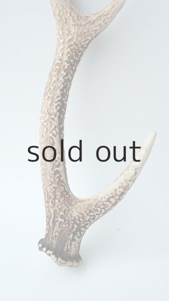 画像2: デコール用二ホンジカの角 (2)