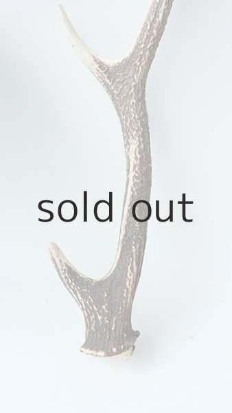 画像2: デコール用二ホンジカの角 (2)