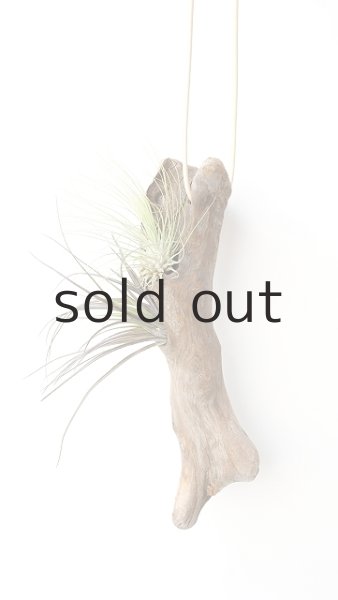 画像2: エアープランツ置き(ハンギングタイプ) by GRAY and GREEN (2)