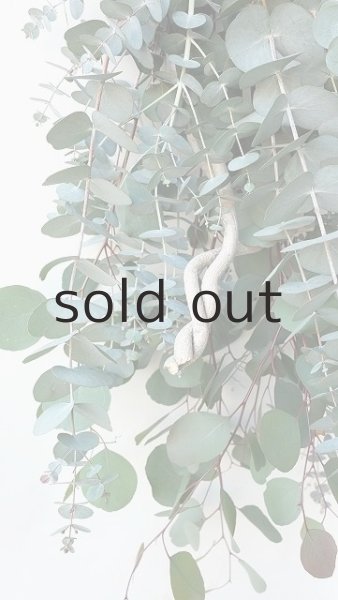 画像2: Dry plants for decor ユーカリ2種・ロングシンプルブーケ (2)