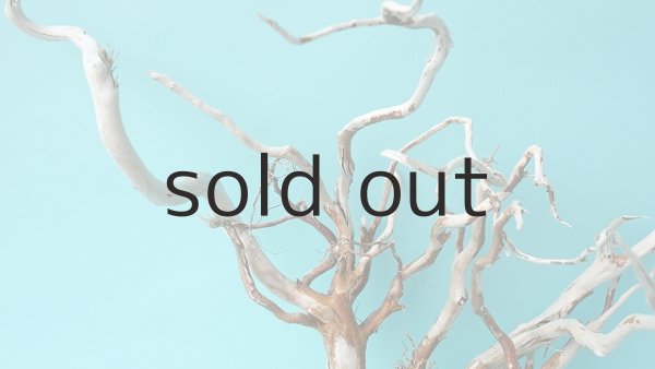 画像3: 流木根 (3)