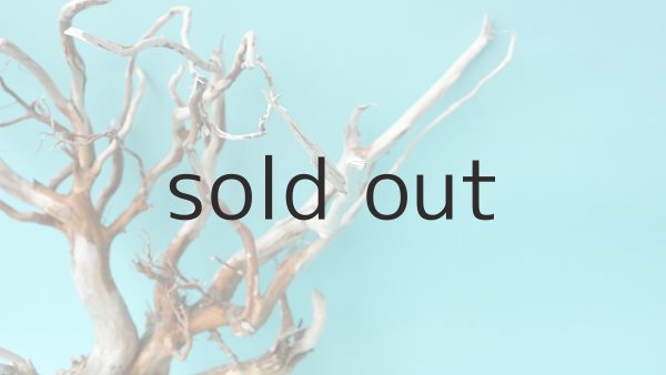 画像4: 流木根 (4)