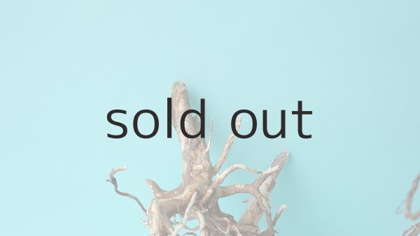 画像3: 流木根 (3)