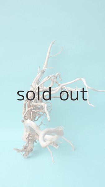 画像2: 流木根 (2)