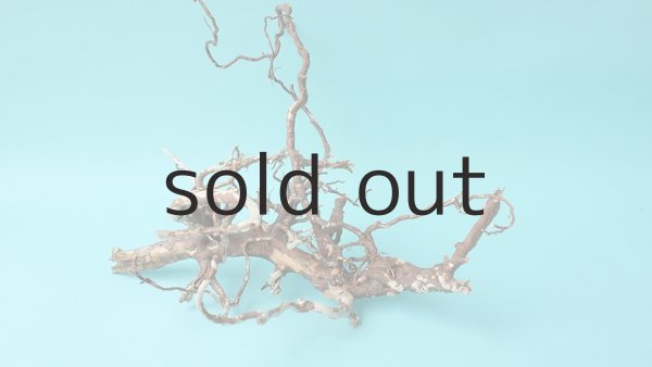 画像4: 流木根 (4)