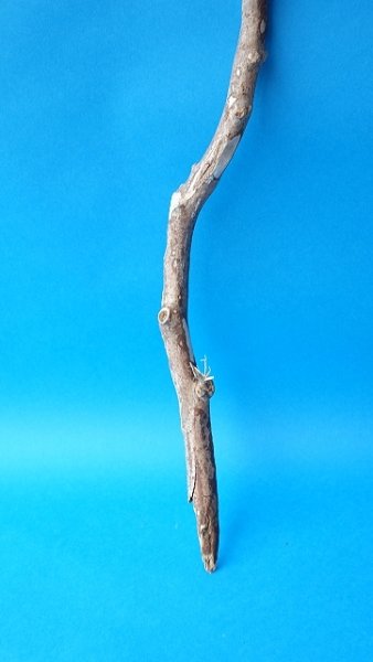 画像2: 枝流木 (2)