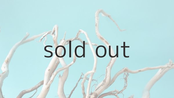 画像6: 流木根 (6)