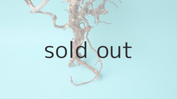 画像2: 流木根 (2)