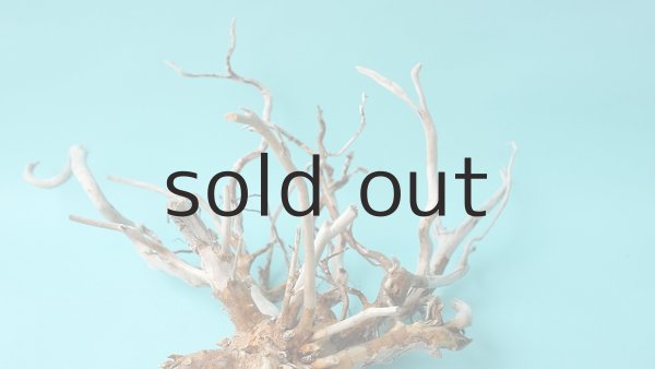 画像7: 流木根 (7)