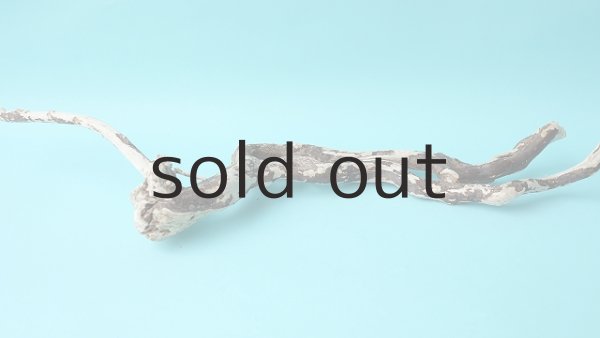 画像2: 流木根 (2)