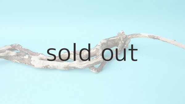 画像3: 流木根 (3)