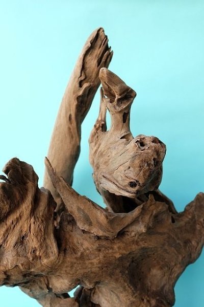 画像8: 変形流木（中型） (8)