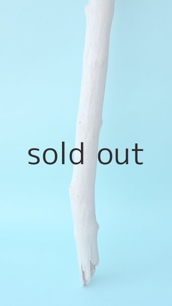 画像2: 枝流木 (2)