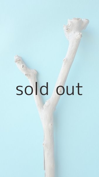 画像4: 枝流木 (4)