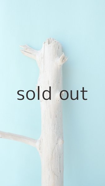 画像3: 枝流木 (3)