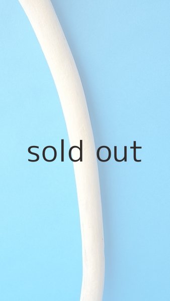 画像3: 枝流木 (3)