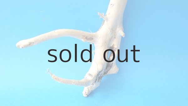 画像2: 枝流木 (2)