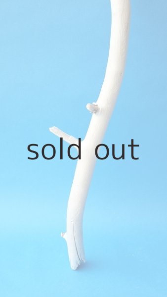 画像2: 枝流木 (2)