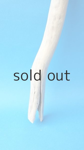 画像2: 枝流木 (2)