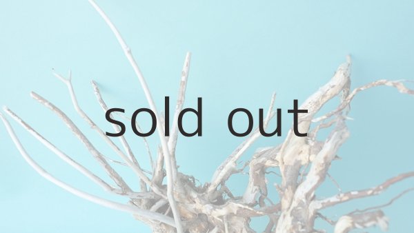 画像3: 流木根 (3)