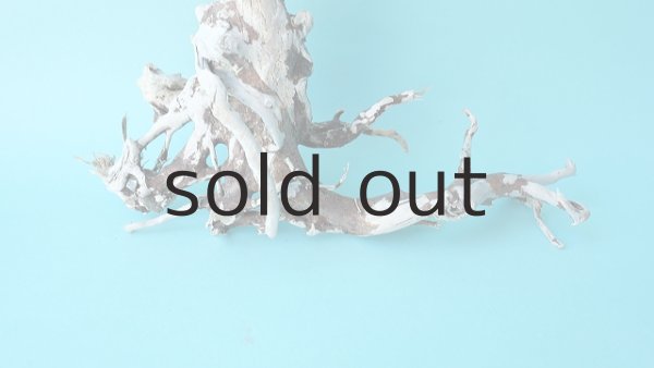 画像2: ミニ流木根 (2)