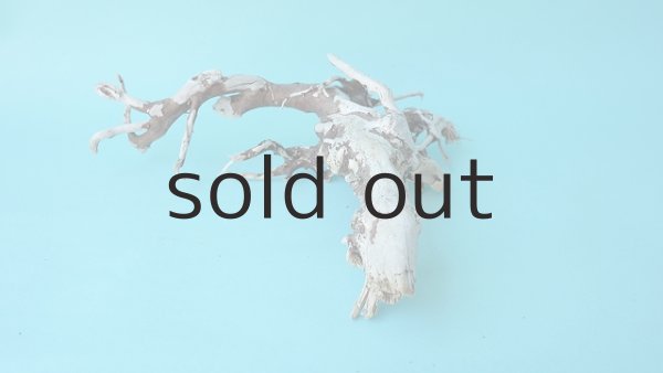 画像4: ミニ流木根 (4)