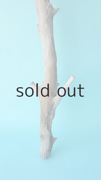 画像2: 小枝流木セット (2)