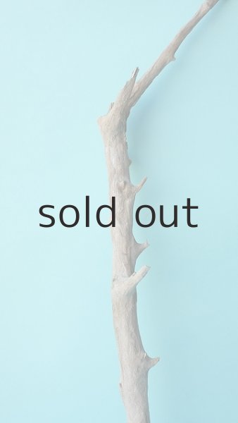 画像3: 小枝流木セット (3)