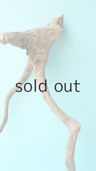 画像3: 流木根 (3)