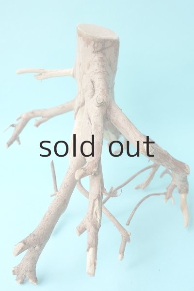 画像3: 流木根 (3)