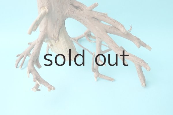 画像2: 流木根 (2)