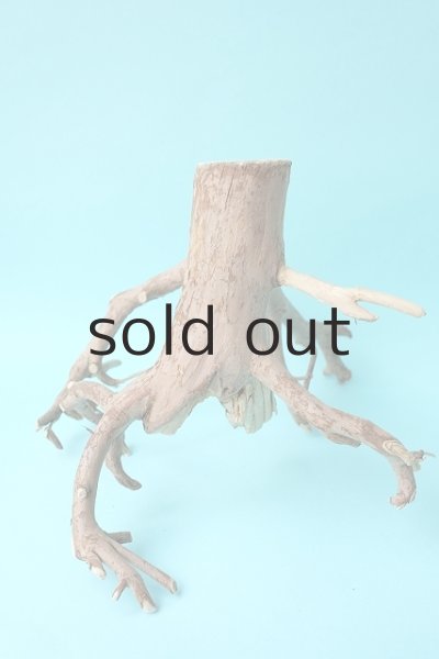 画像4: 流木根 (4)