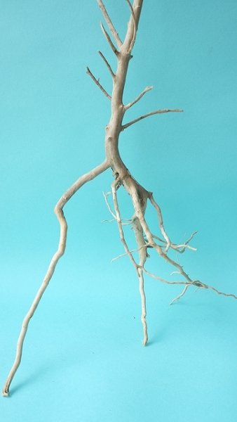 画像2: 流木根 (2)