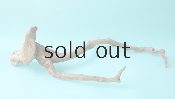 画像4: 流木根 (4)