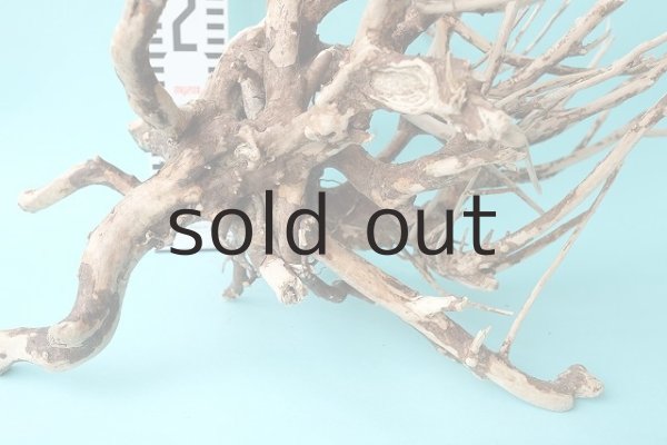 画像6: 流木根 (6)