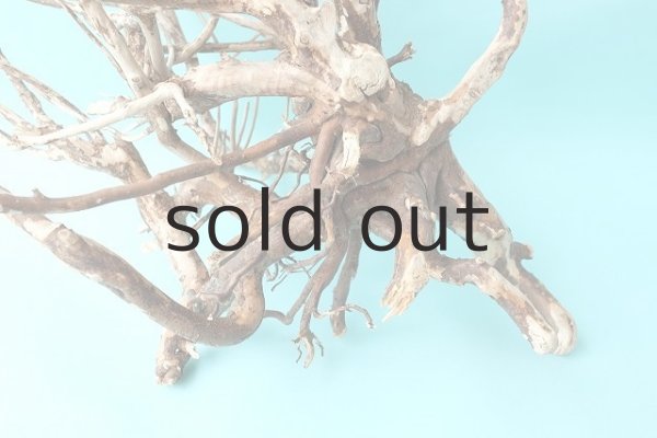 画像2: 流木根 (2)