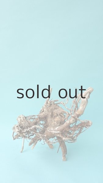 画像2: 流木根 (2)