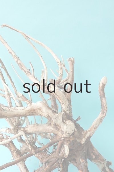 画像3: 流木根 (3)