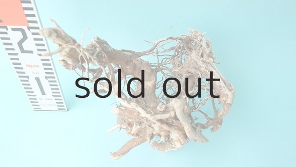 画像4: 流木根 (4)