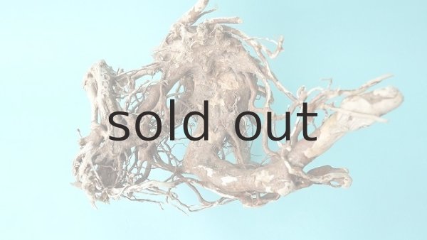 画像3: 流木根 (3)