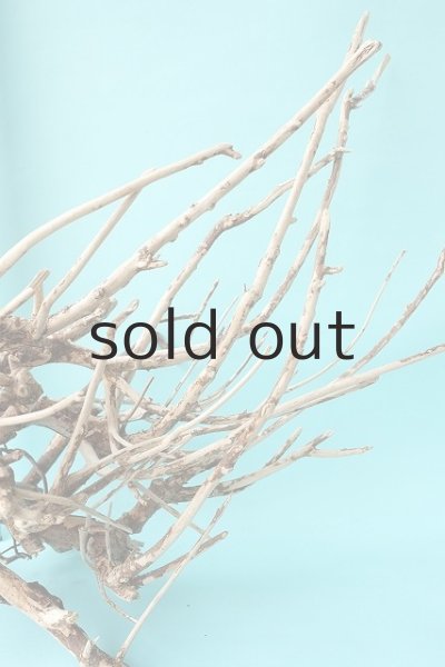 画像7: 流木根 (7)