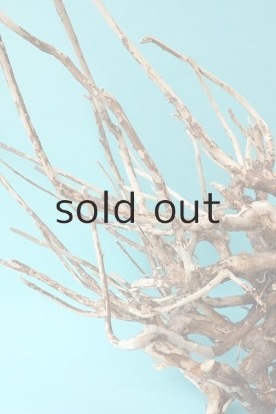 画像4: 流木根 (4)