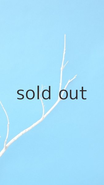 画像2: 枝流木 (2)