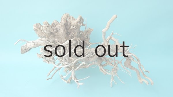 画像4: 流木根 (4)