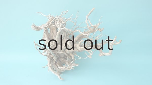 画像5: 流木根 (5)