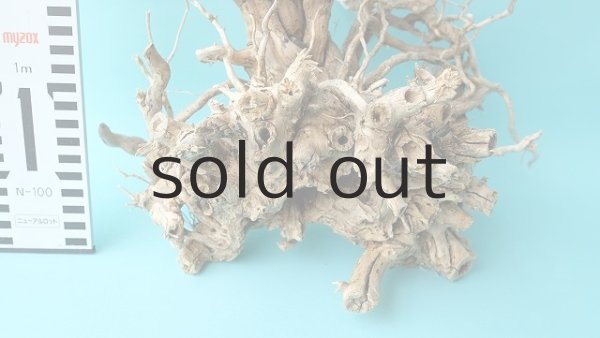 画像2: 流木根 (2)